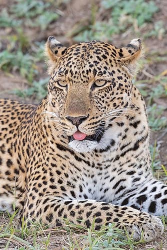 Zambia-South Luangwa National Park. Lone male African leopard. Art Print by Cindy Miller Hopkins